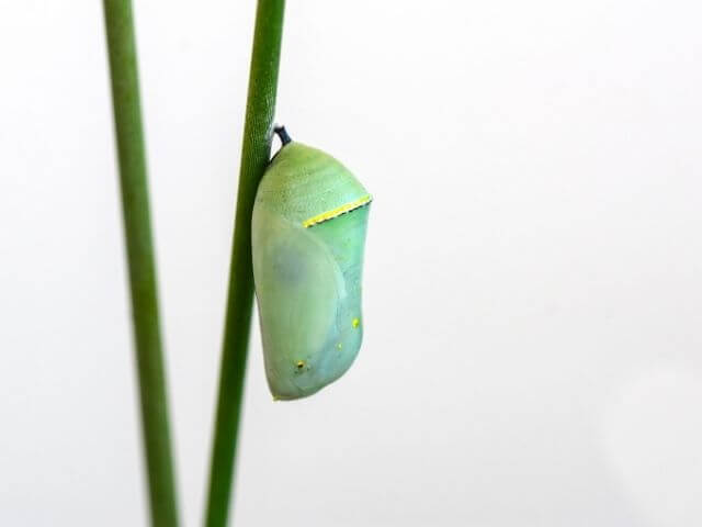 Close-up on a green chrysalis attached to a stem.