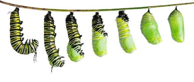 Closeup on the stages of a yellow and black caterpillar turning into a green chrysalis.
