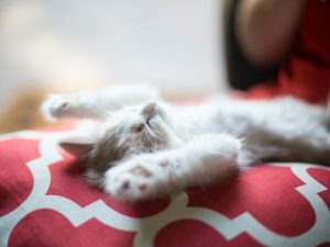 Kitten sleeping on its back with paws raised above head.