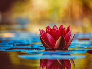 A red water lily, laying on water.