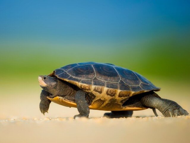 Green turtle walking on sand.