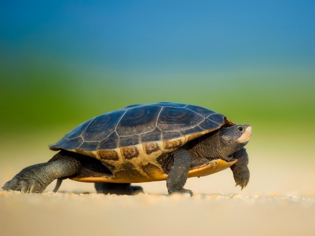 Green turtle walking on sand.