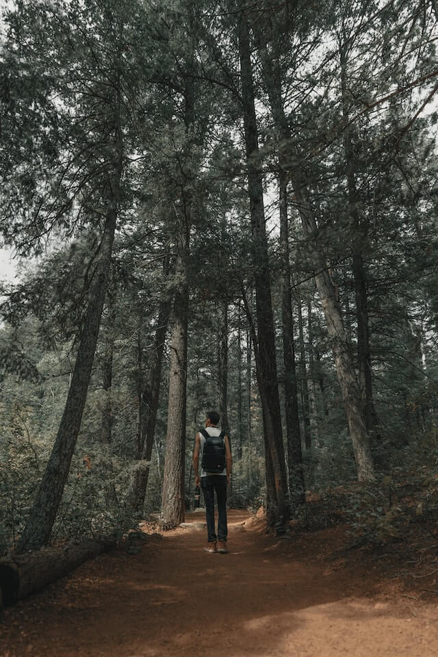 Person with a black backpack on a path in a forest. They are far away from the camera, and looking at the long trees.