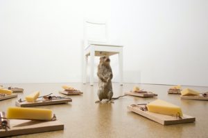 A mouse standing on its hind legs, looking around at the floor covered with mouse traps filled with cheese bait.