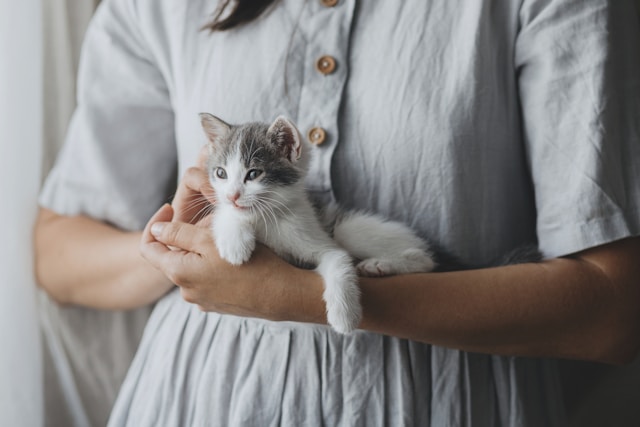 Cute kitten resting peacefully in the arms of a female presenting person in a white linen dress.