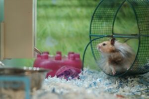 A hamster standing in a green wheel, reaching its nose out away from the wheel.