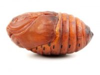 Close-up on a lose brownish red chrysalis.
