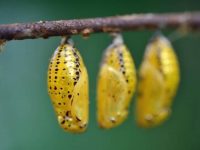 Close-up on multiple orange chrysalises with black spots, all attached to the same brown branch.