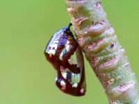 Close-up on an iridescent and black chrysalis.