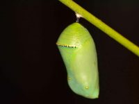 Close-up on a green chrysalis attached to a stem.