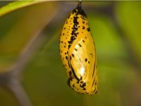 Close-up of an orange chrysalis with black spots.