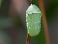 Close-up on a wet, green chrysalis attached to a brown branch.