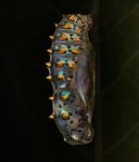 Close-up of a developing multicoloured chrysalis, that has orange spikes.