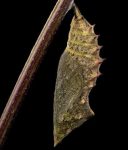 Close-up of a brown, leaf-like, chrysalis attached to a red branch.