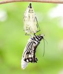 Close-up of a white and black butterfly standing on top of an opened chrysalis.