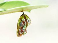 Close-up on an iridescent and brown chrysalis attached to a leaf.