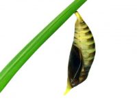 Close-up of a green and brown chrysalis attached to a stem.