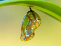Close-up on an iridescent and brown chrysalis attached to a leaf.