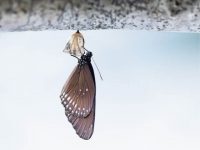Close-up on a brown butterfly, with white spotted wings, standing on an opened chrysalis.