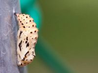 Close-up on a pale yellow chrysalis with black spots.