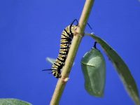 Close-up on a yellow and black caterpillar walking on a green stem that has a green chrysalis attached to it.