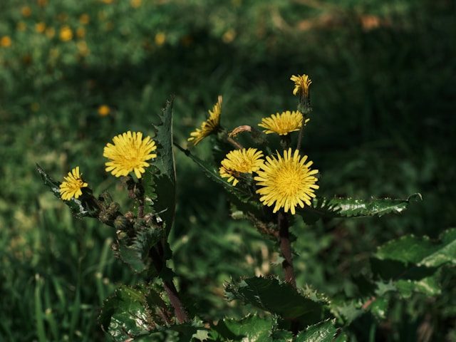 Close-up on a patch of yellow dandelion flowers.