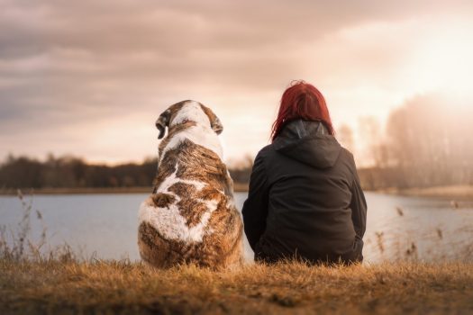 The backs of a brown and white dog and a person, with red hair, sitting on yellow grass in front of a pond.