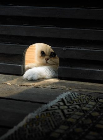 A cat is looking through a mouse hole in the wall, poking a paw inside.