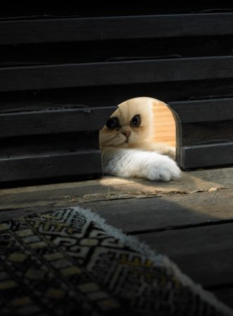 A cat is looking through a mouse hole in the wall, poking a paw inside.