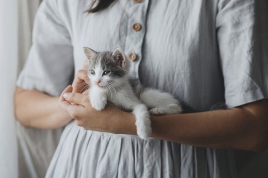 Cute kitten resting peacefully in the arms of a female presenting person in a white linen dress.