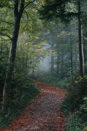 marco-meyer-8Fn_Fh0X5AY-unsplash A pathway covered in leaves, with trees and bushes close to its sides.