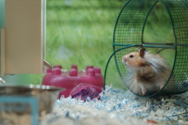 A hamster standing in a green wheel, reaching its nose out away from the wheel.