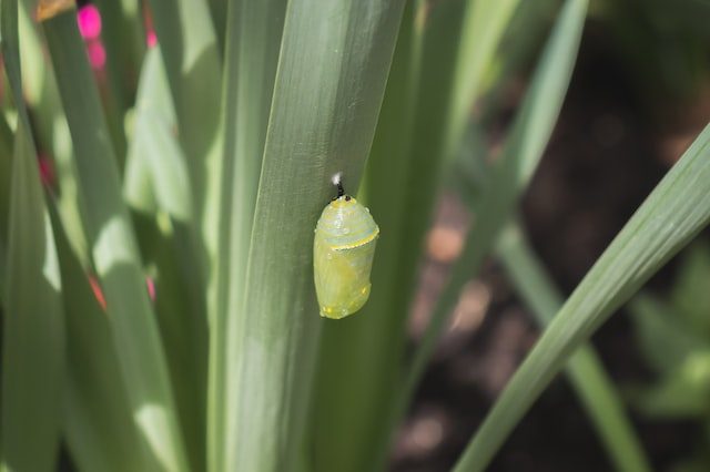 A green chrysalis attached to a long leaf.